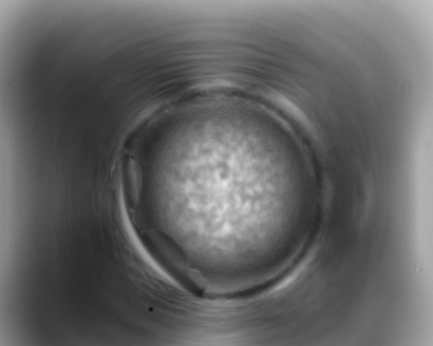X0000088650921200706011218