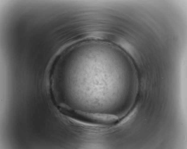 X0000088650923200706011218
