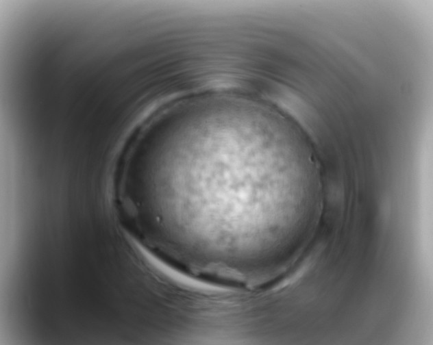 X0000088651023200706011217