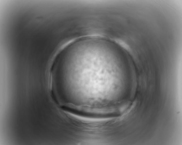X0000088651223200706011215