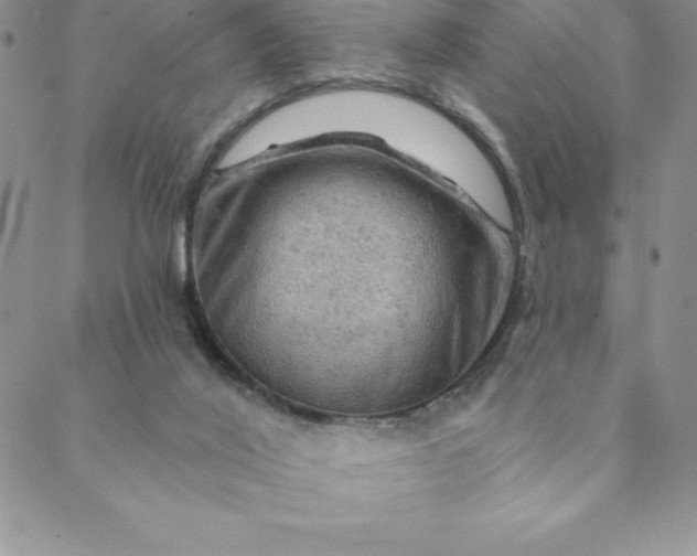 X0000088650020200706081649