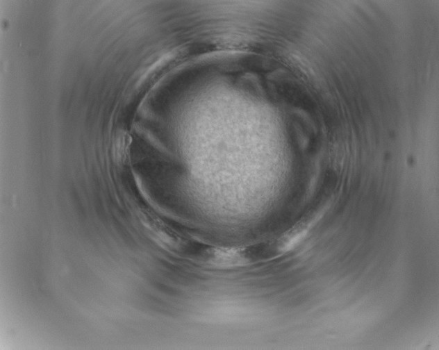 X0000088650093200706081648