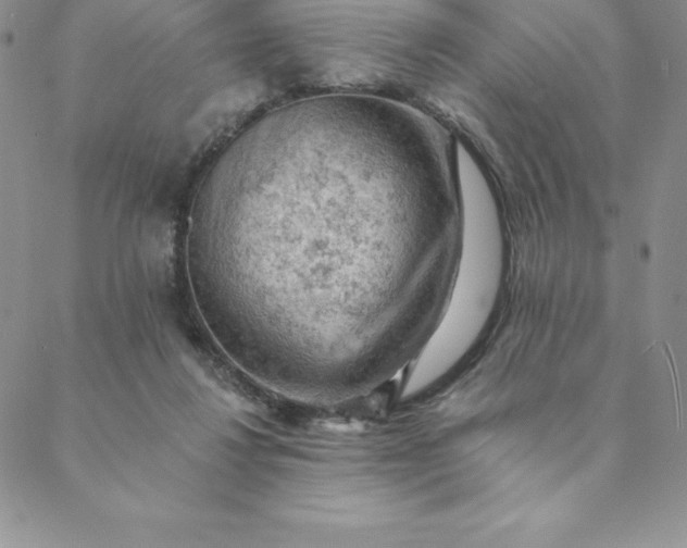 X0000088650260200706081645