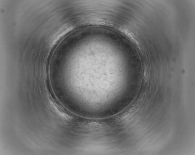 X0000088650390200706081643