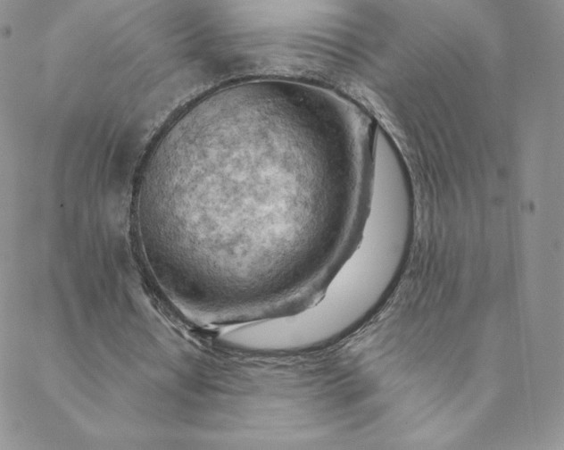 X0000088650434200706081641