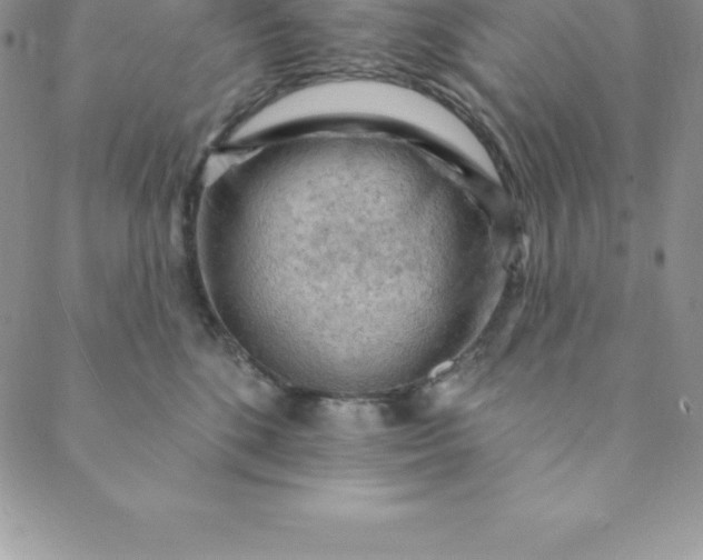 X0000088650520200706081641