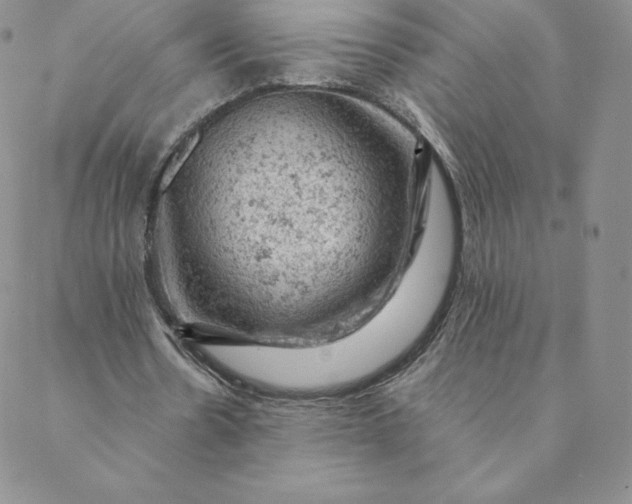 X0000088650530200706081640