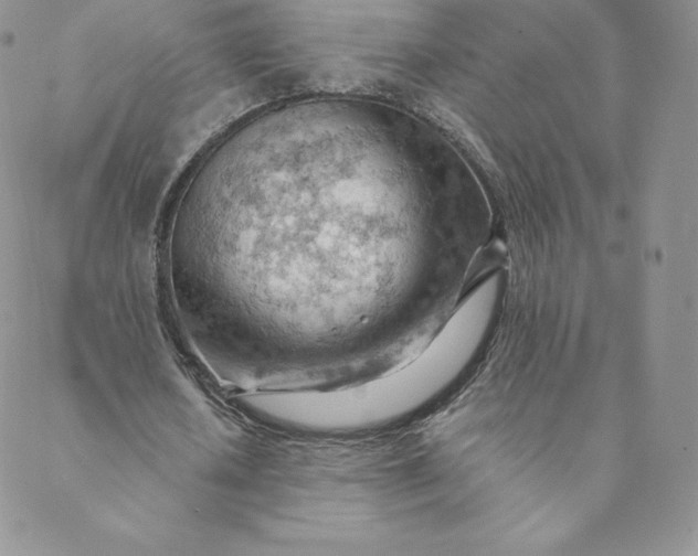 X0000088650626200706081638