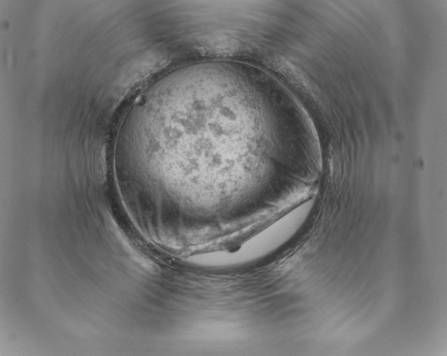 X0000088650638200706081638