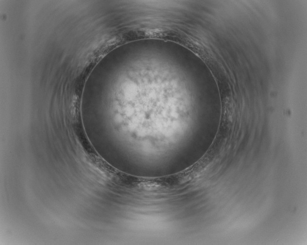 X0000088650650200706081639