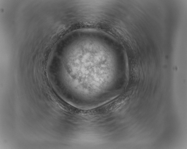 X0000088650817200706081635