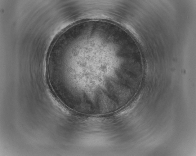 X0000088650840200706081635