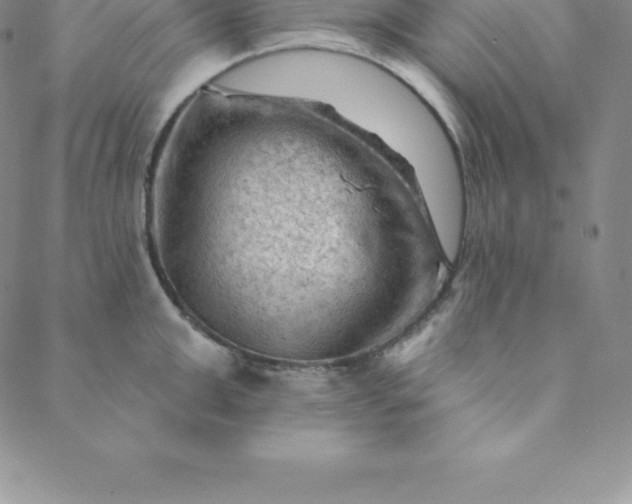 X0000088650999200706081633