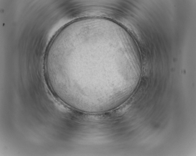 X0000088651086200706081631