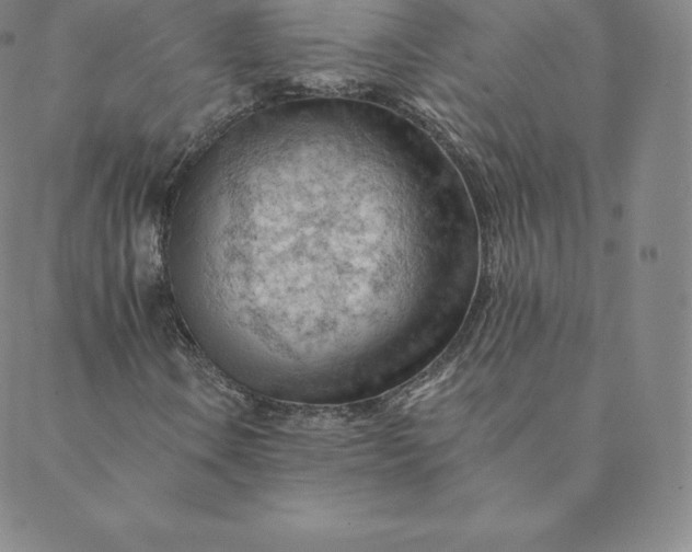 X0000088651106200706081630