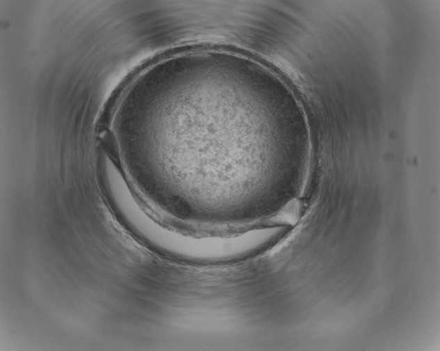 X0000088651118200706081631