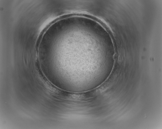 X0000088651271200706081628