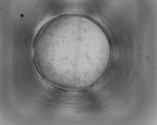 X0000088651462200706081625