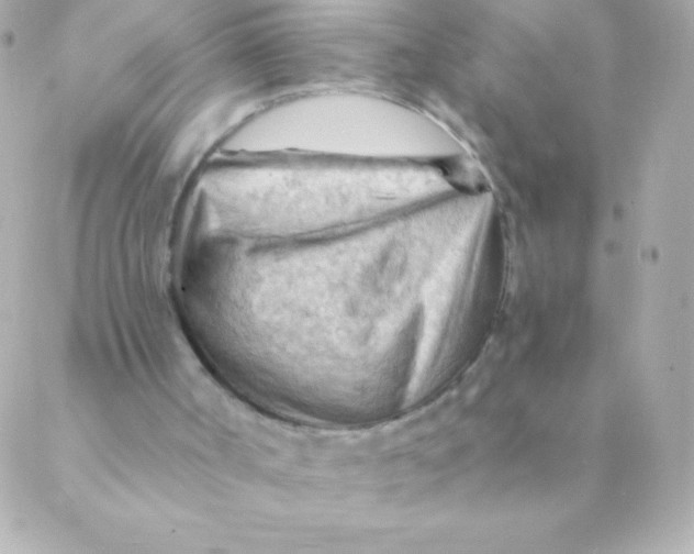 X0000088650002200706152019