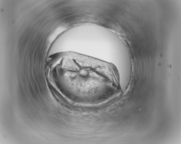 X0000088650003200706152019