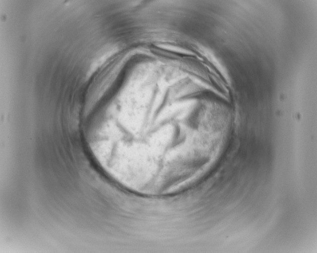 X0000088650010200706152019