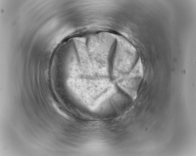 X0000088650050200706152017