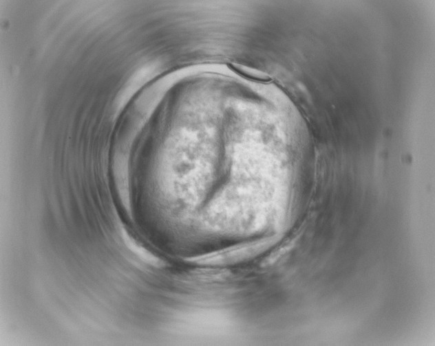 X0000088650051200706152017