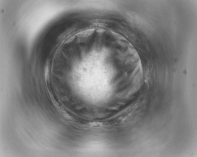 X0000088650052200706152017