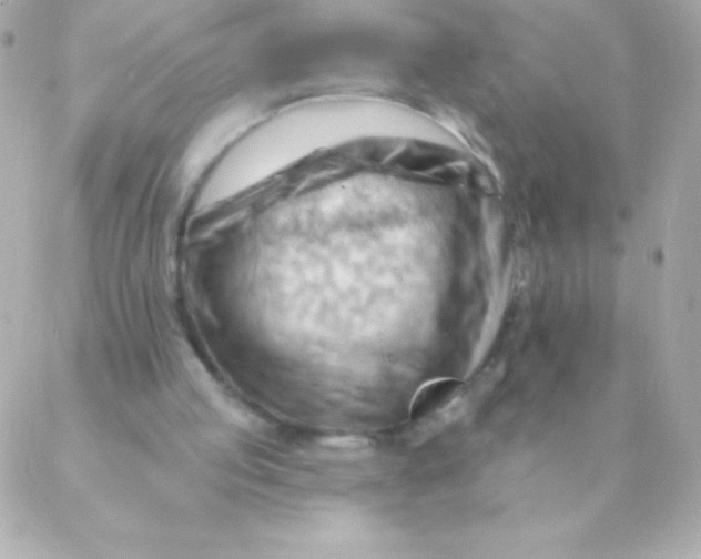 X0000088650053200706152018