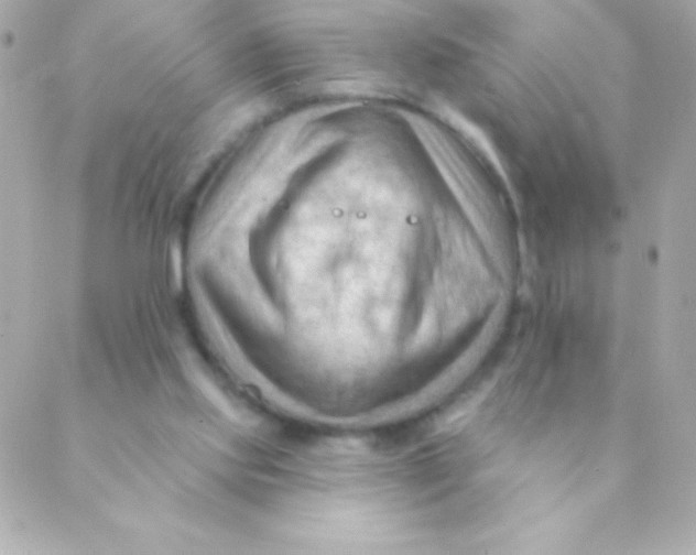 X0000088650061200706152018