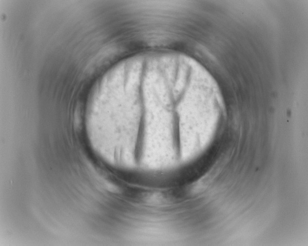 X0000088650074200706152018