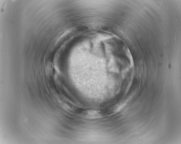 X0000088650093200706152018