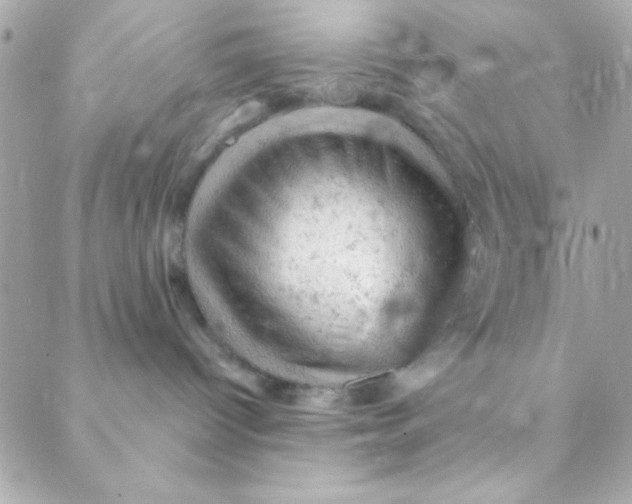 X0000088650096200706152018