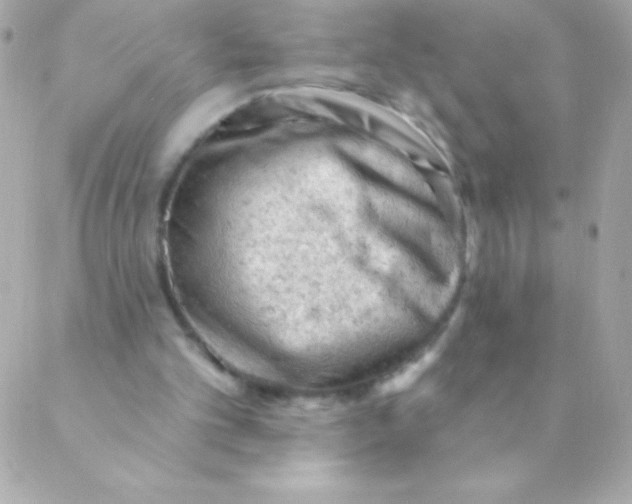 X0000088650101200706152017