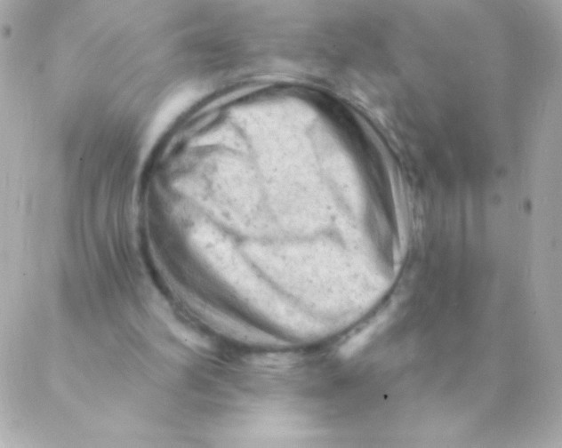 X0000088650102200706152017