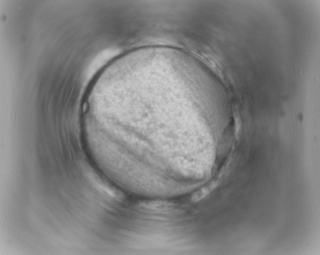 X0000088650104200706152017