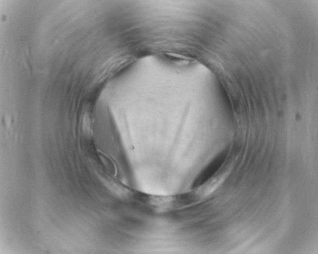 X0000088650143200706152017