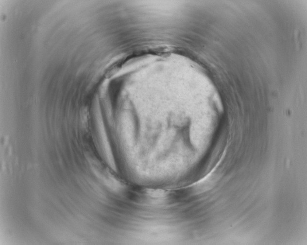 X0000088650144200706152017