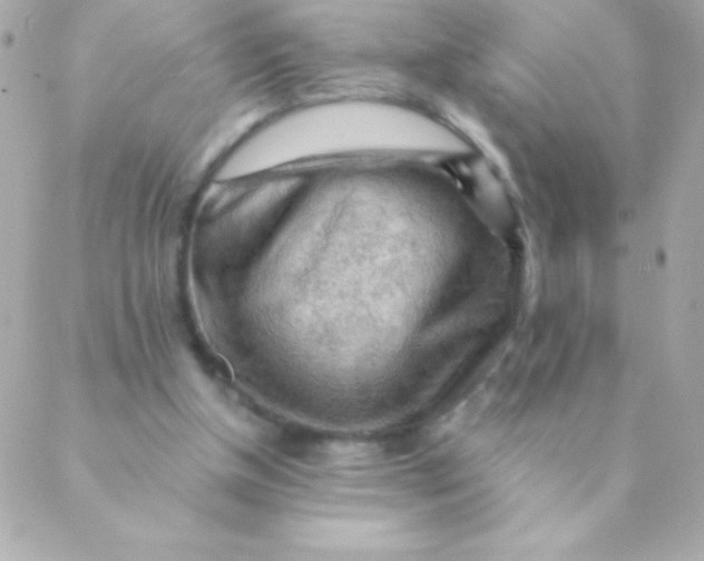 X0000088650154200706152016