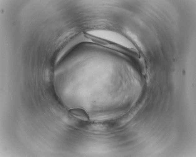 X0000088650161200706152016