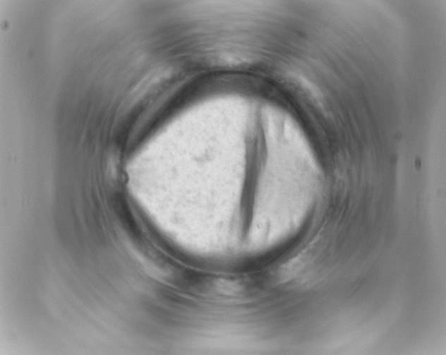 X0000088650166200706152016