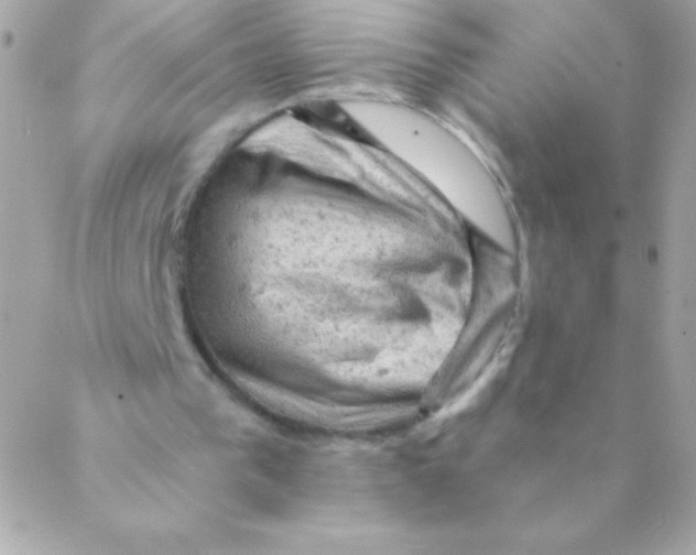 X0000088650193200706152016