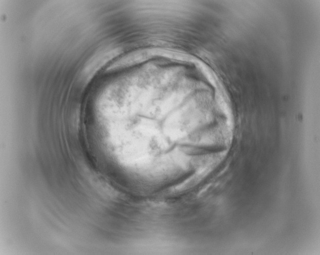 X0000088650194200706152016