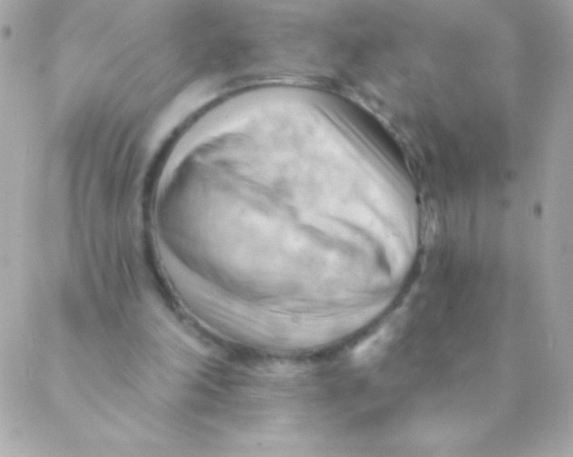 X0000088650198200706152016