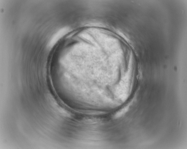 X0000088650199200706152016