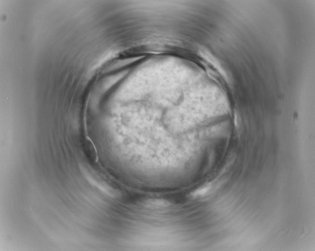 X0000088650203200706152016