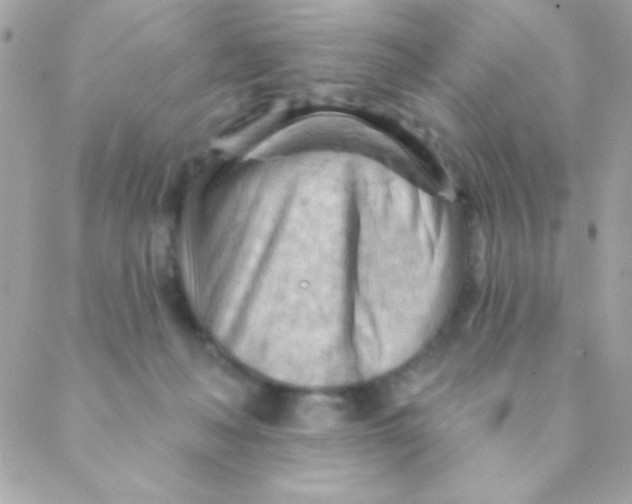 X0000088650222200706152015