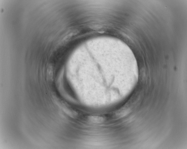 X0000088650234200706152015