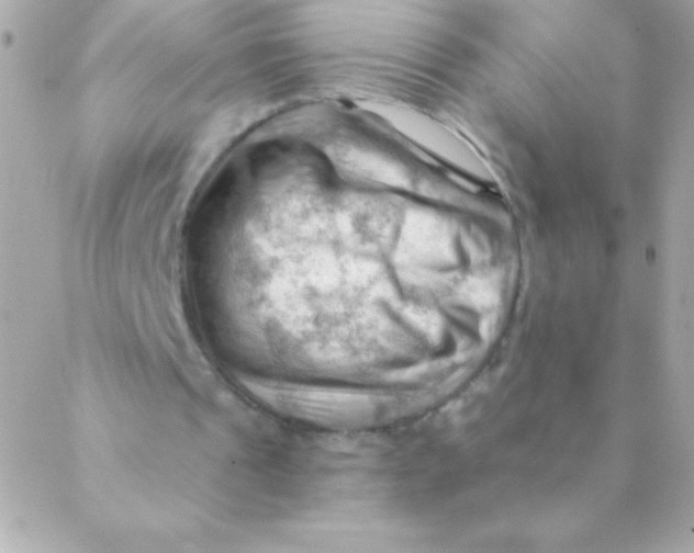 X0000088650241200706152014