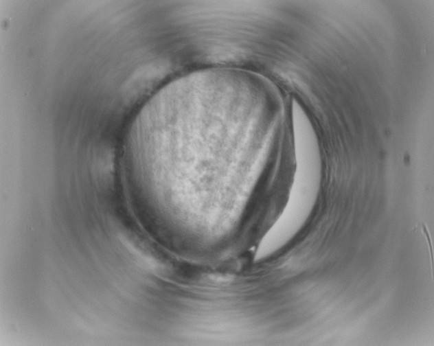 X0000088650260200706152015